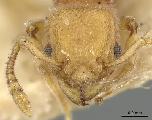 Tetramorium mutatum specimen CASENT0901067 image casent0901067_2