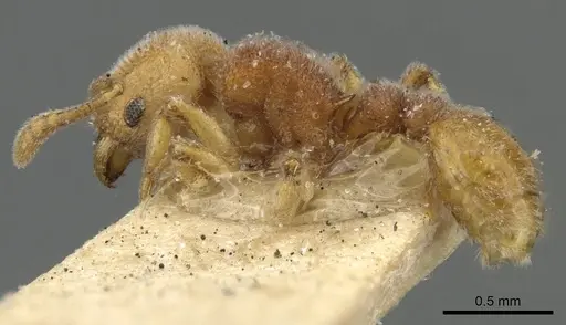 Tetramorium mutatum specimen CASENT0901067 image casent0901067_3