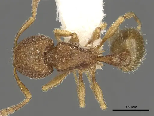 Tetramorium myops specimen CASENT0901106 image casent0901106_1