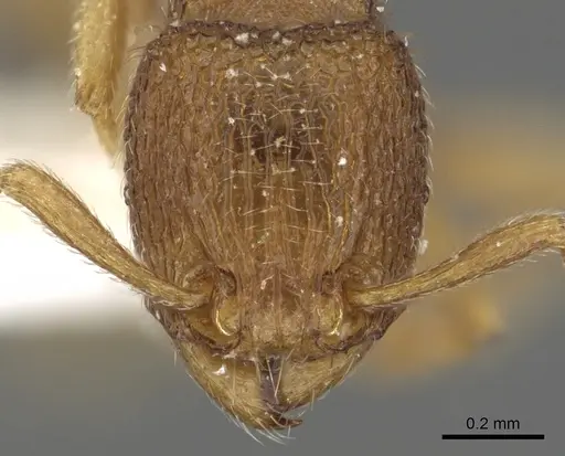 Tetramorium myops specimen CASENT0901106 image casent0901106_2