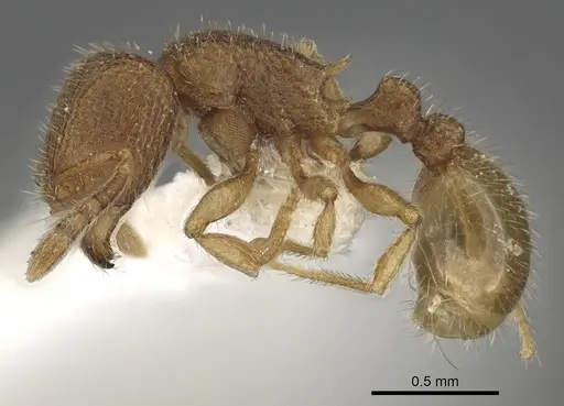 Tetramorium myops specimen CASENT0901106 image casent0901106_3