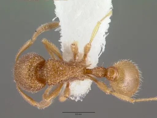 Tetramorium myops specimen CASTYPE12627 image castype12627_1