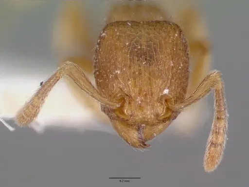 Tetramorium myops specimen CASTYPE12627 image castype12627_2