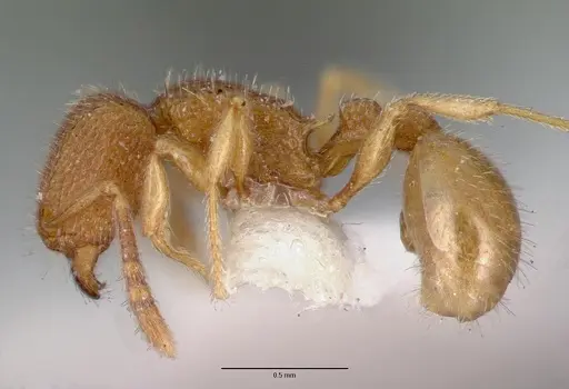 Tetramorium myops specimen CASTYPE12627 image castype12627_3