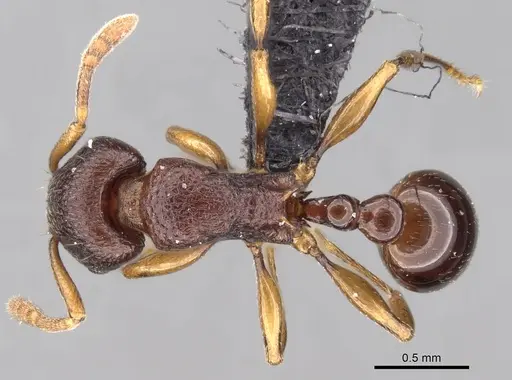 Tetramorium myrmidon specimen CASENT0028635 image casent0028635_1
