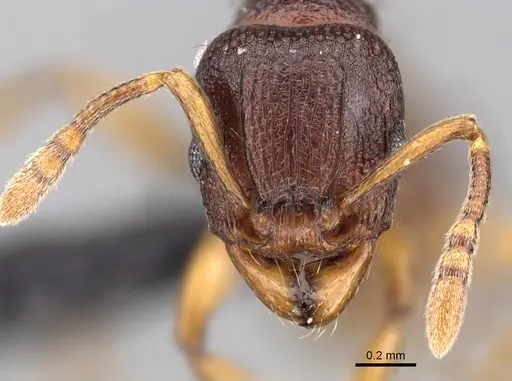 Tetramorium myrmidon specimen CASENT0028635 image casent0028635_2