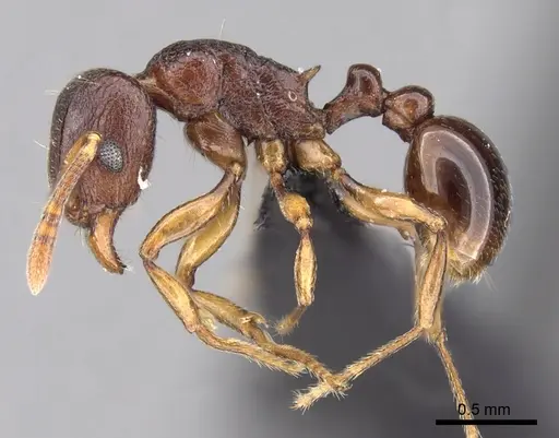 Tetramorium myrmidon specimen CASENT0028635 image casent0028635_3