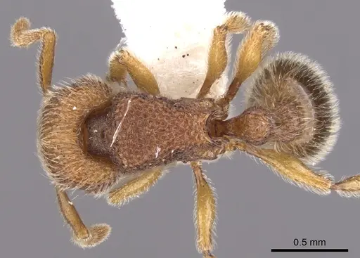 Tetramorium nacta specimen CASENT0901063 image casent0901063_1