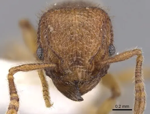 Tetramorium nacta specimen CASENT0901063 image casent0901063_2