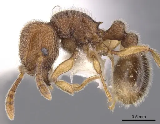 Tetramorium nacta specimen CASENT0901063 image casent0901063_3