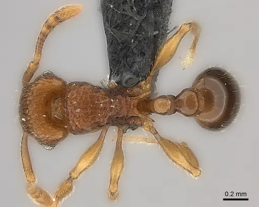 Tetramorium naganum specimen CASENT0046934 image casent0046934_1