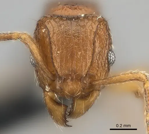Tetramorium naganum specimen CASENT0046934 image casent0046934_2