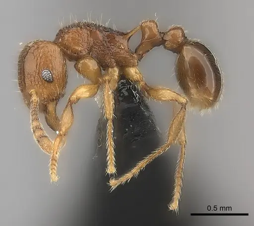 Tetramorium naganum specimen CASENT0046934 image casent0046934_3