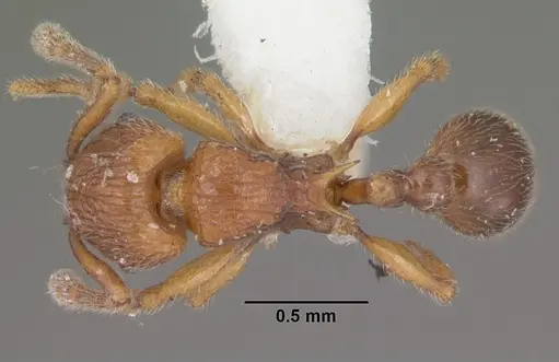 Tetramorium naganum specimen CASENT0102345 image casent0102345_1