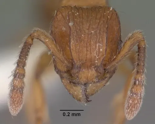 Tetramorium naganum specimen CASENT0102345 image casent0102345_2