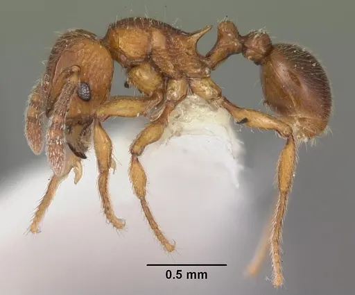 Tetramorium naganum specimen CASENT0102345 image casent0102345_3