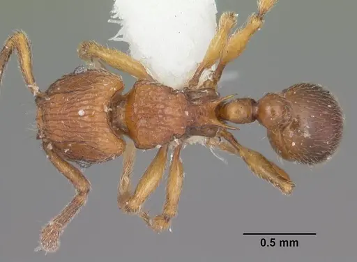 Tetramorium naganum specimen CASENT0102346 image casent0102346_1