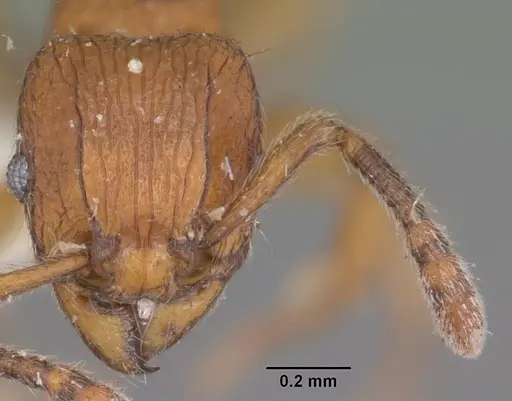 Tetramorium naganum specimen CASENT0102346 image casent0102346_2