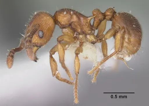 Tetramorium naganum specimen CASENT0102346 image casent0102346_3