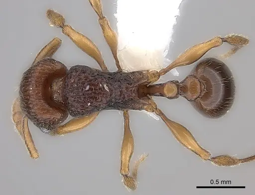 Tetramorium naganum specimen CASENT0189166 image casent0189166_1