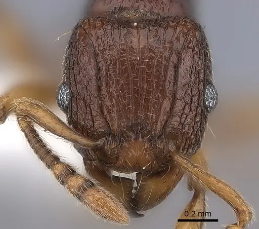 Tetramorium naganum specimen CASENT0189166 image casent0189166_2