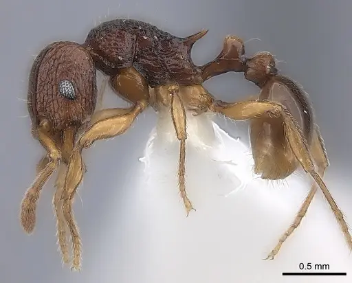 Tetramorium naganum specimen CASENT0189166 image casent0189166_3