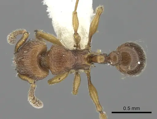 Tetramorium naganum specimen CASENT0235212 image casent0235212_1