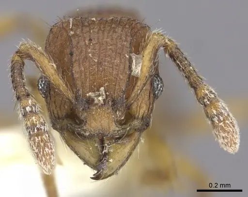 Tetramorium naganum specimen CASENT0235212 image casent0235212_2