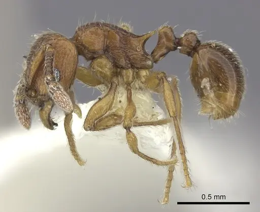 Tetramorium naganum specimen CASENT0235212 image casent0235212_3
