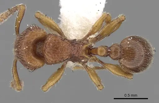 Tetramorium naganum specimen CASENT0280584 image casent0280584_1