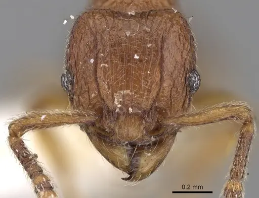 Tetramorium naganum specimen CASENT0280584 image casent0280584_2