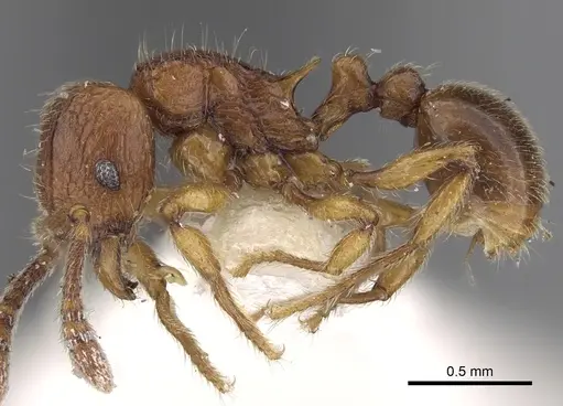 Tetramorium naganum specimen CASENT0280584 image casent0280584_3