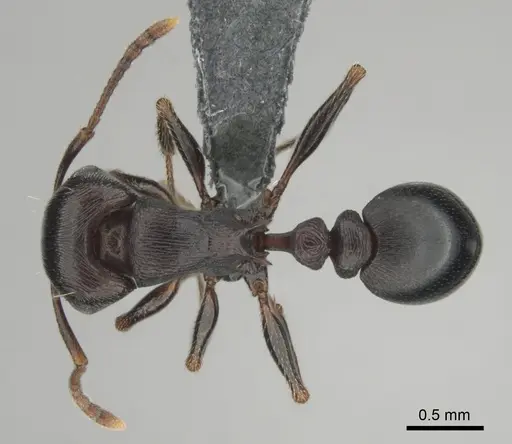 Tetramorium nama specimen CASENT0818990 image casent0818990_1