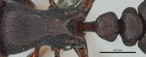 Tetramorium nama specimen CASENT0818990 image casent0818990_2