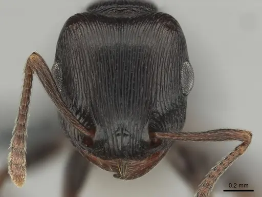 Tetramorium nama specimen CASENT0818990 image casent0818990_3