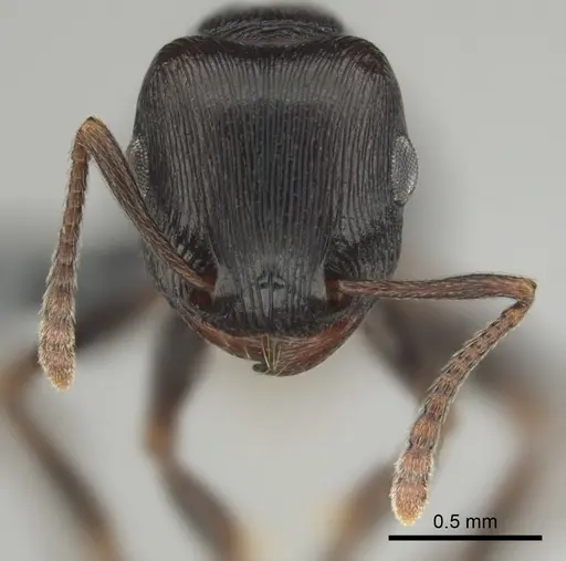 Tetramorium nama specimen CASENT0818990 image casent0818990_4