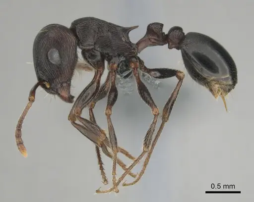 Tetramorium nama specimen CASENT0818990 image casent0818990_5