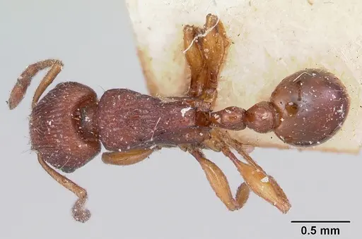 Tetramorium nassonowii specimen CASENT0101289 image casent0101289_1