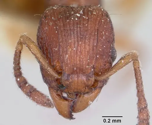 Tetramorium nassonowii specimen CASENT0101289 image casent0101289_2