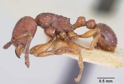 Tetramorium nassonowii specimen CASENT0101289 image casent0101289_3