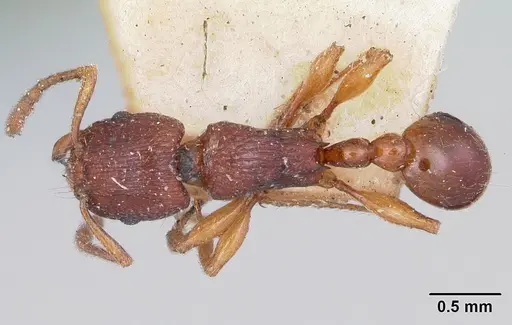 Tetramorium nassonowii specimen CASENT0101290 image casent0101290_1