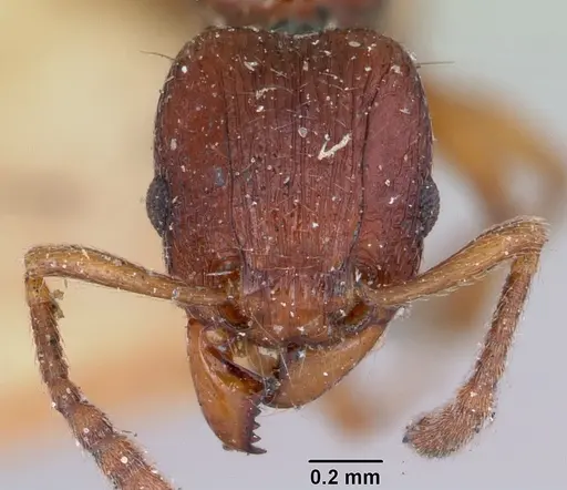 Tetramorium nassonowii specimen CASENT0101290 image casent0101290_2