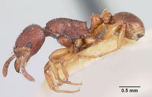 Tetramorium nassonowii specimen CASENT0101290 image casent0101290_3