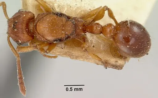 Tetramorium nassonowii specimen CASENT0101625 image casent0101625_1