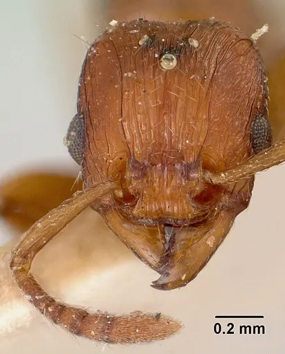 Tetramorium nassonowii specimen CASENT0101625 image casent0101625_2
