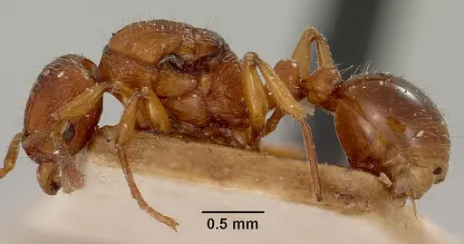 Tetramorium nassonowii specimen CASENT0101625 image casent0101625_3
