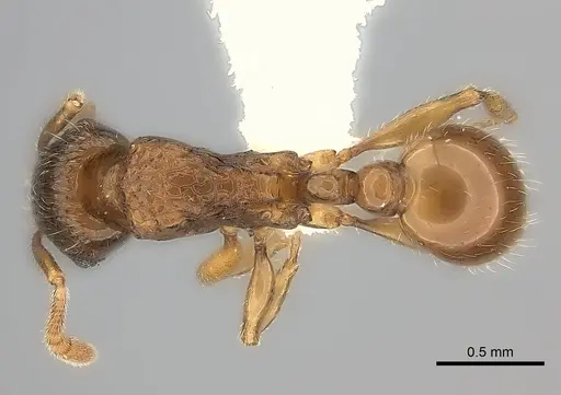 Tetramorium nassonowii specimen CASENT0189086 image casent0189086_1