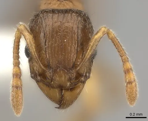 Tetramorium nassonowii specimen CASENT0189086 image casent0189086_2