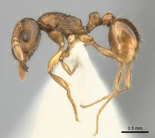 Tetramorium nassonowii specimen CASENT0189086 image casent0189086_3