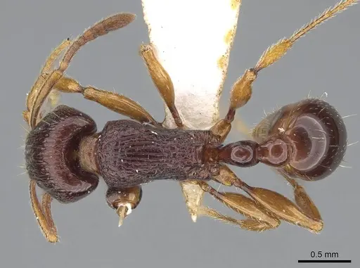 Tetramorium nassonowii specimen CASENT0195504 image casent0195504_1